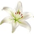 Casablanca lily